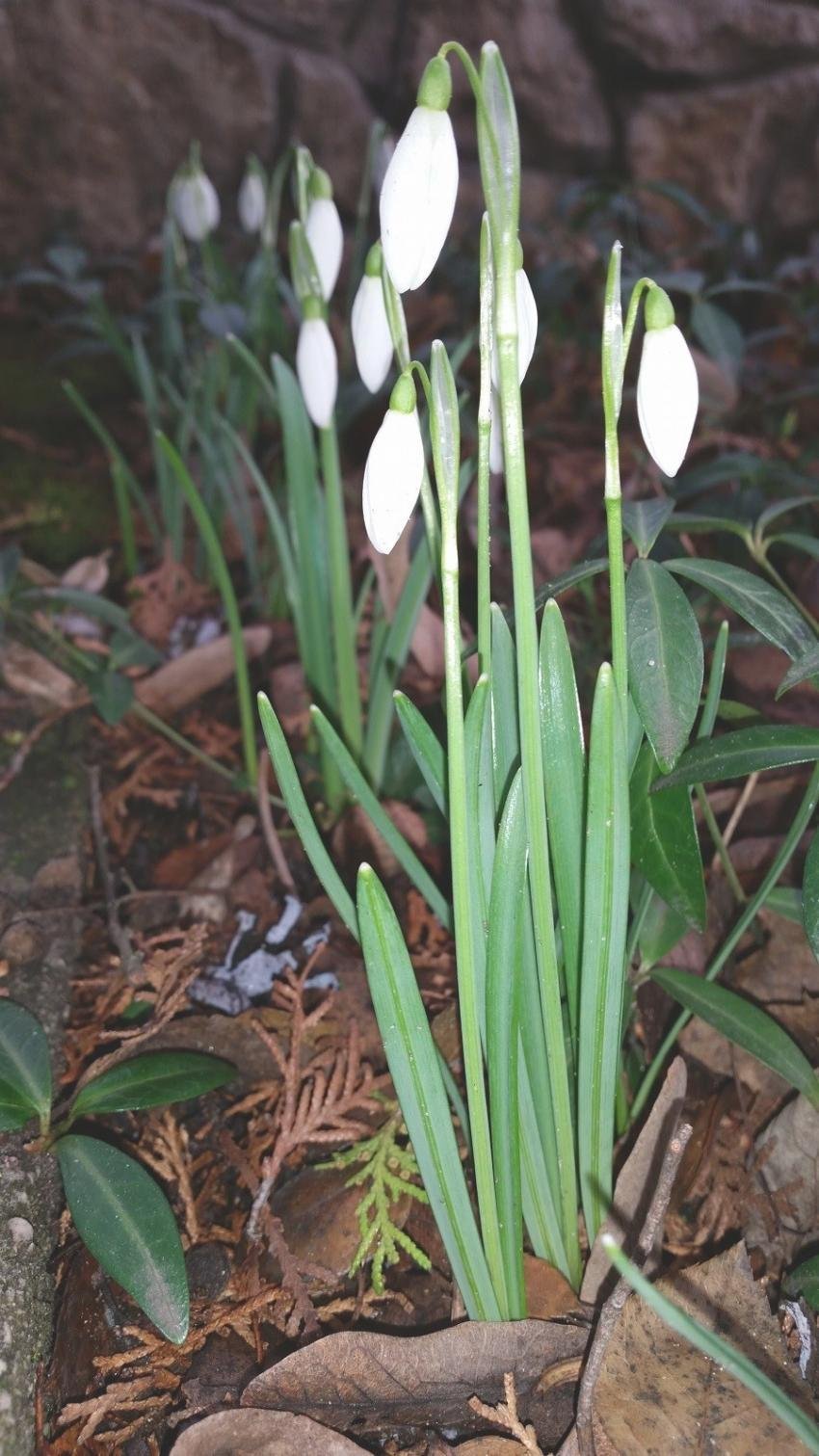 Hovirag reggel 20160229 A tavasz első napja visszaemlékezés a februárra. Ajándék, téli hónapnak mindenképp.