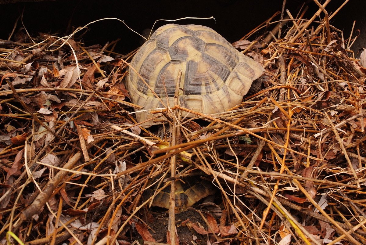 Az internet térhódítása a teknőstartás szempontjából 2 Görögteknős