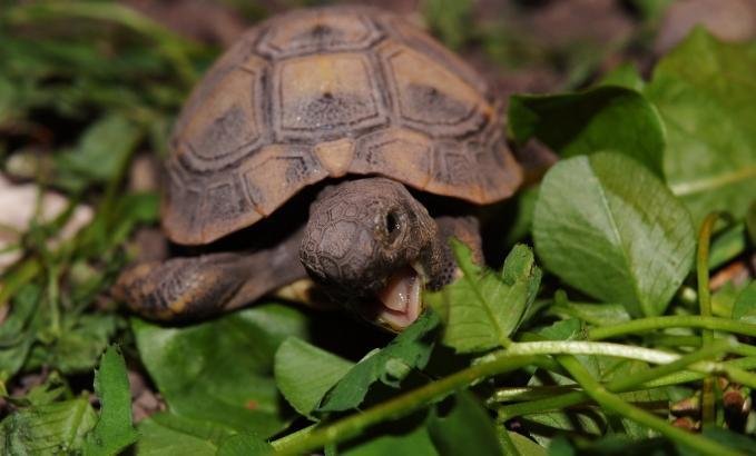 Az internet térhódítása a teknőstartás szempontjából