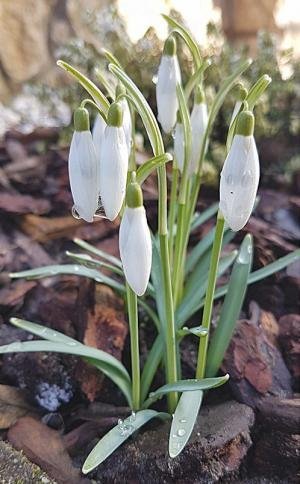 Hovirag Korán jött idén a tavasz, január vége felé +16 Celsius fokot mérni több, mint illetlenség. A növényvilágot megvezette a pluszos hőmérséklet kilengés és begyújtotta a motorokat.