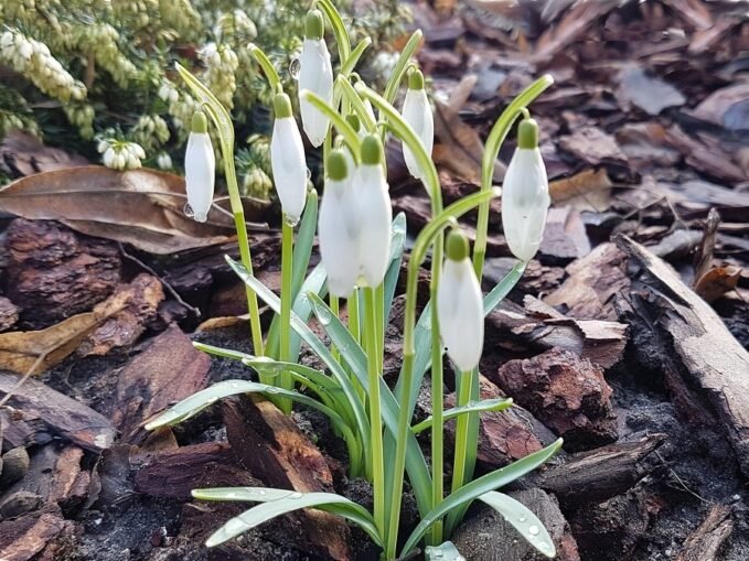 Hoviragok 2018 Korán jött idén a tavasz, január vége felé +16 Celsius fokot mérni több, mint illetlenség. A növényvilágot megvezette a pluszos hőmérséklet kilengés és begyújtotta a motorokat.