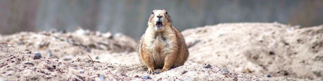 haszontalan meglepo tenyek Rengeteg meglepő tényt ismerünk, melyek többnyire hasznosak, de most a haszontalan tények halmazából válogattunk. Abból is a meglepőekből.