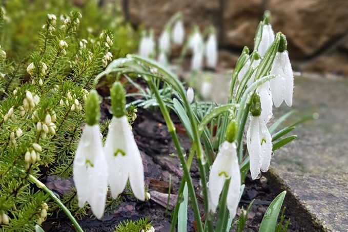 Hóvirág esőben és szélcsendben 2020