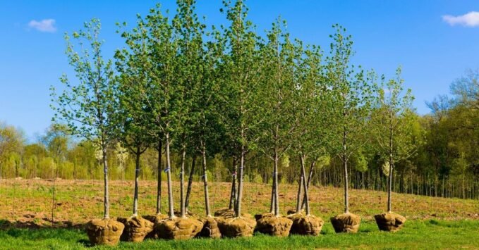 Évente 5000 fát ültet egy visegrádi szálloda