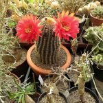 kaktuszkiallitas 1 A kaktusz sokak által ismert növény. Hazája az amerikai és az afrikai földrész, ahol tűző napon, hegységekben, hőségben élnek és virágoznak.