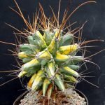 kaktuszkiallitas 2 A kaktusz sokak által ismert növény. Hazája az amerikai és az afrikai földrész, ahol tűző napon, hegységekben, hőségben élnek és virágoznak.