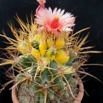 kaktuszkiallitas 3 A kaktusz sokak által ismert növény. Hazája az amerikai és az afrikai földrész, ahol tűző napon, hegységekben, hőségben élnek és virágoznak.