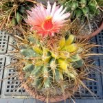 kaktuszkiallitas 4 A kaktusz sokak által ismert növény. Hazája az amerikai és az afrikai földrész, ahol tűző napon, hegységekben, hőségben élnek és virágoznak.