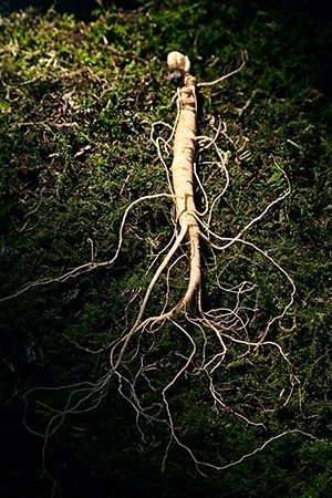 Energetizál, erősíti az immunrendszert és még vágyfokozó is! 2 A ginzeng energetizál, erősíti az immunrendszert és még vágyfokozó is!