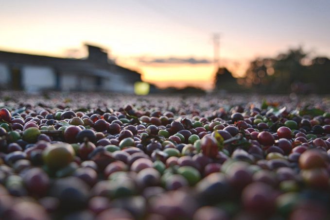 Csökkenő októberi kávéexport zsugorodó kávéárak mellett
