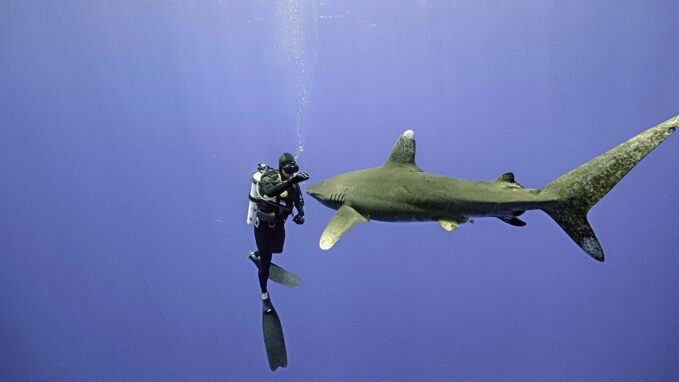 Cápafesztivál - Chris Hemsworth rajong a cápákért