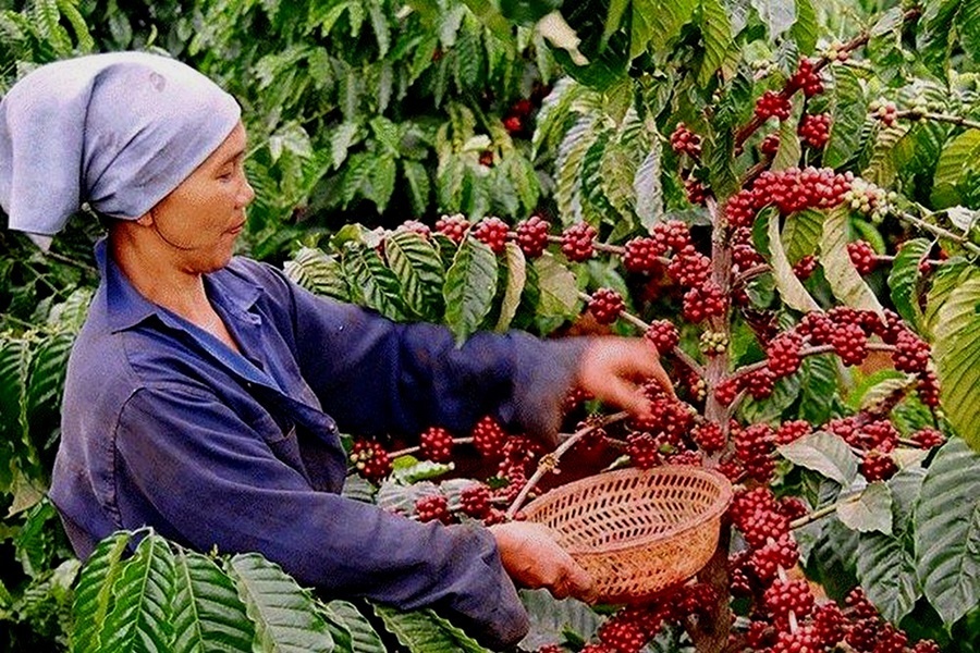 Vietnam Robusta kaveszuret Brazil Arabica, Vietnam Robusta mintha valami lóversenyen a lovakat mutatnák be a felvezetés során. Pedig csak a két favorit  kávéfajta legnagyobb termesztő országait nevesíti.