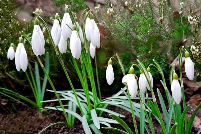 2022 tavasza szeszélyes lett, a hóvirágok elaludtak
