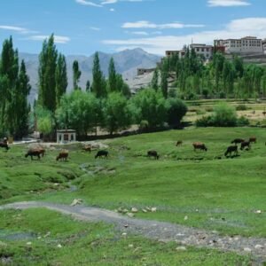 Greenery2 Kávékészítés a Himalájában gleccservízből utólag egyre nehezebb feladattá válik. Fogyatkoznak az édesvizek a világ legmagasabb hegyén.