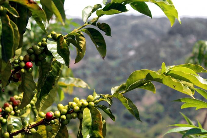 A nyerskávé árak elszabadultak 1 A nyerskávé árak elszabadultak
