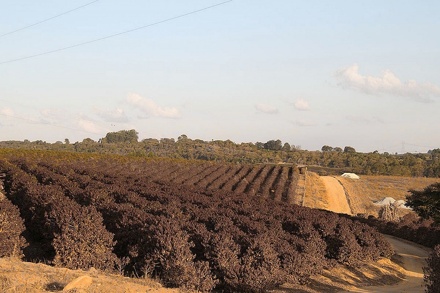 Tavaly nyáron elfagyott Brazília kávétermése jelentős részben 3 Elfagyott brazil kaveultetveny Tavaly nyáron elfagyott Brazília kávétermése négy hullámban támadó fagyok után. Többször süllyedt a hőmérséklet hosszabban -2C -4C közé