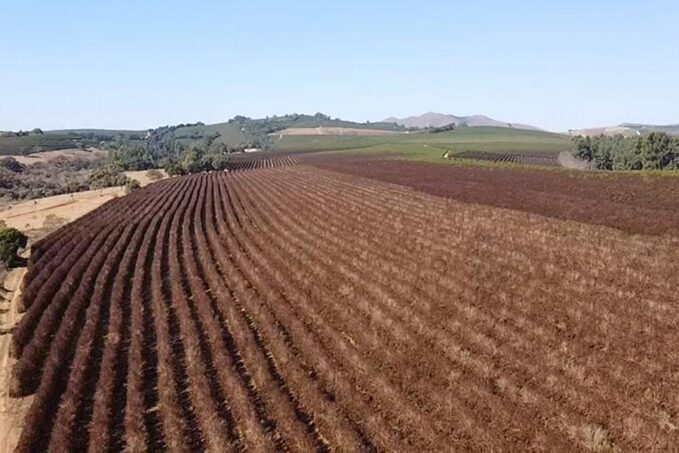 Tavaly nyáron elfagyott Brazília kávétermése jelentős részben 1 Tavaly nyáron elfagyott Brazília kávétermése jelentős részben