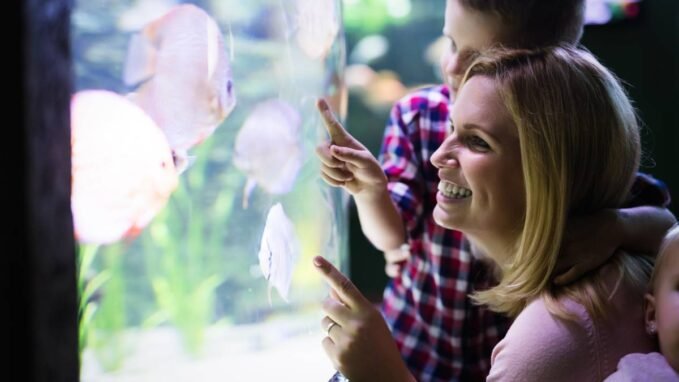 4 kellék, ami megkönnyítheti az akváriumunk gondozását